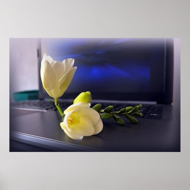 Poster Freesia amarela branca (Frente)