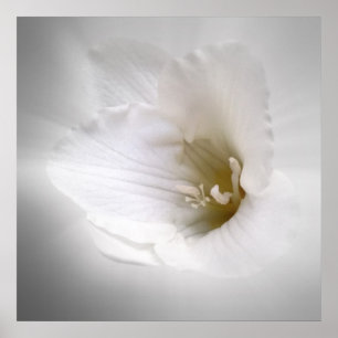 Poster freesia branca
