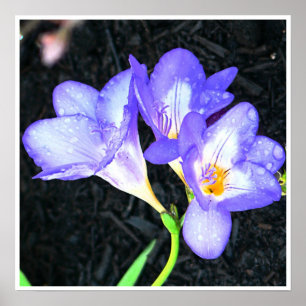 Pôster Freesia brilhante
