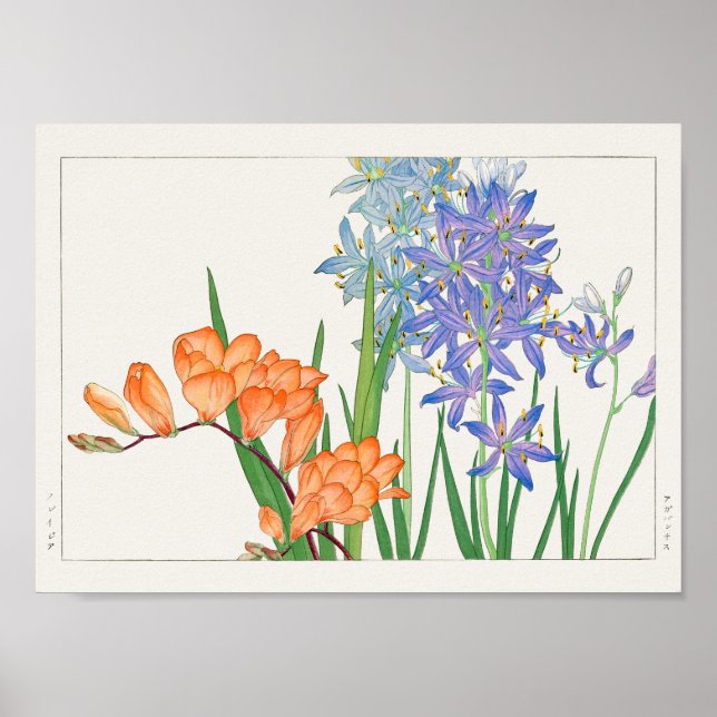 Poster Freesia, lírio africano por Tanigami Konan (Frente)
