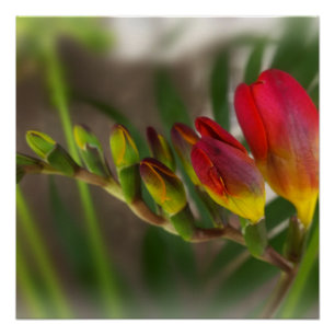 Pôster freesia vermelha escura