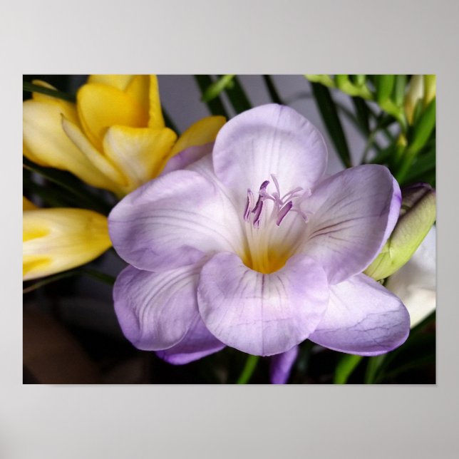 Pôster freesia violeta aberta (Frente)