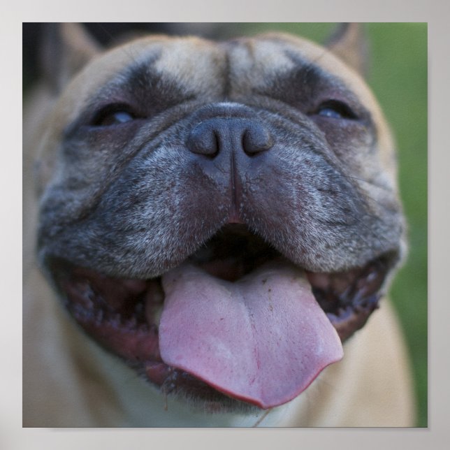 Pôster Frenchie (Frente)