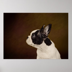Pôster Frenchie