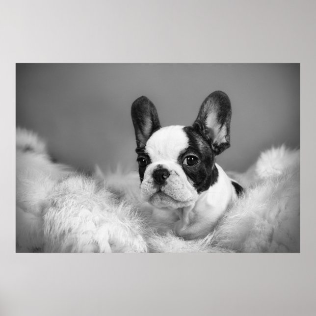 Poster Frenchie - cachorrinho francês (Frente)