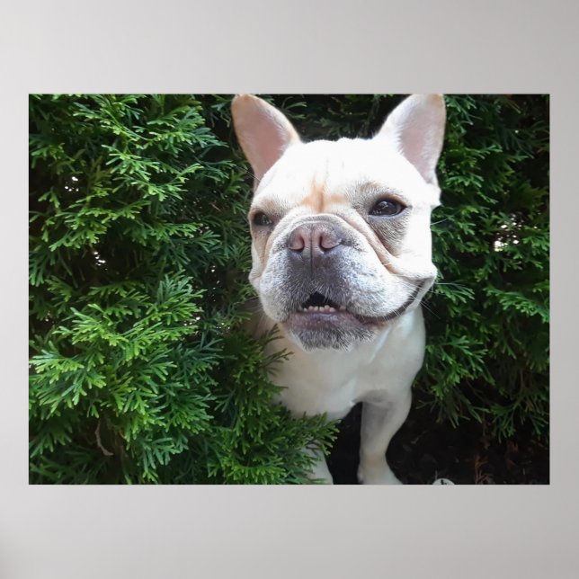 Poster Frenchy on Patrol (Frente)