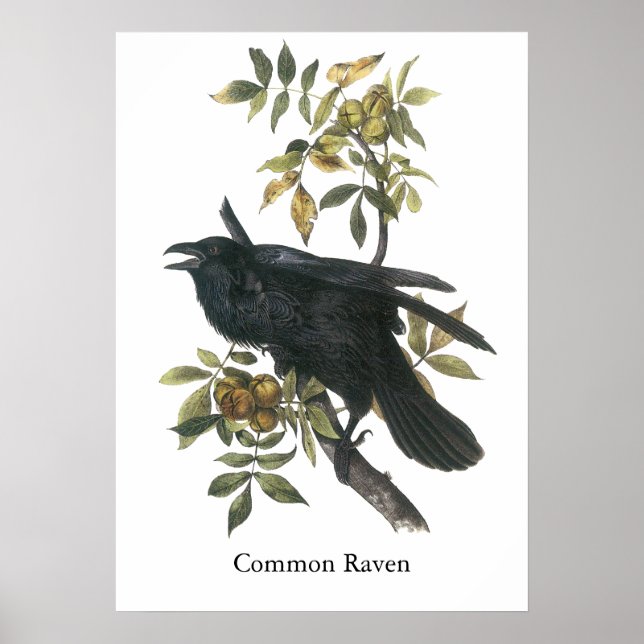 Pôster Frequentes Raven, John audubon (Frente)