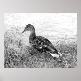 Pôster Friendly Duck