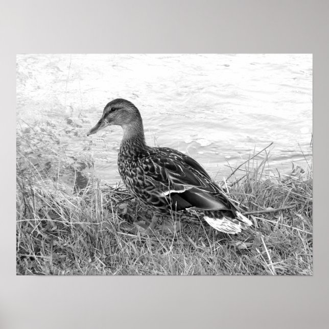 Pôster Friendly Duck (Frente)