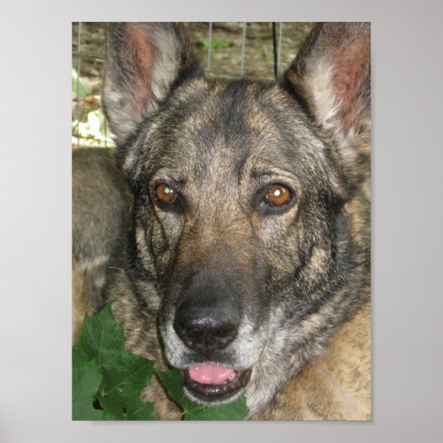 Poster Friga In The Garden (Frente)