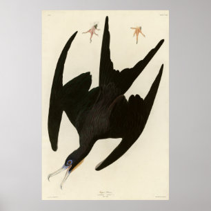 Poster Frigate Pelican (Magnificatebird) Audubon