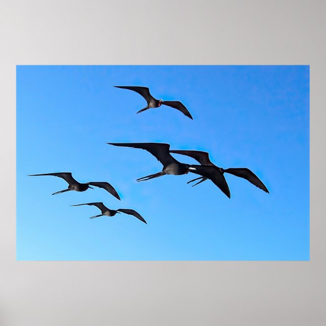 Poster Frigatebird Flock (Frente)