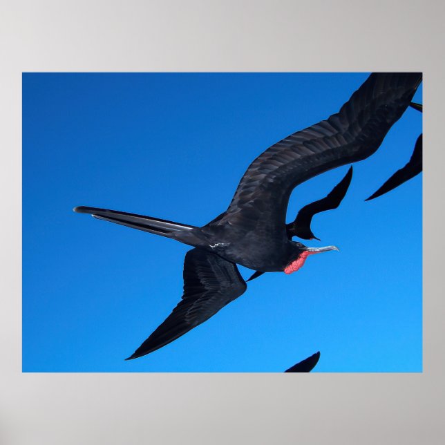 Poster Frigatebird no Voo (Frente)