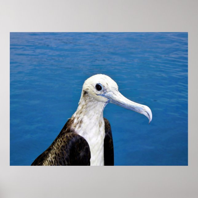 Poster Frigatebird Portrait II (Frente)