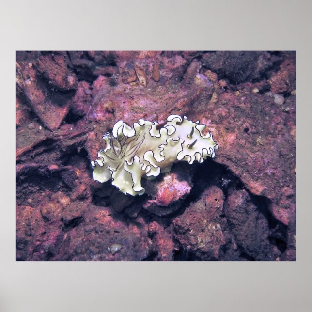 Poster Frilly Nudibranch (Frente)