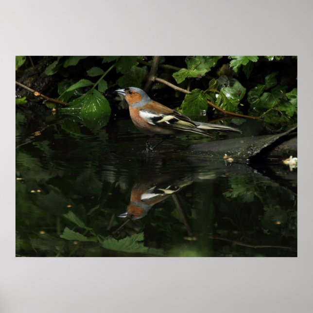 Poster Fringilla coelebs (Frente)