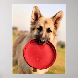 Poster Frisbee