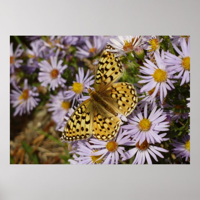 Poster Fritilaria Coronis em Flores de Áster no Grand Tet (Frente)