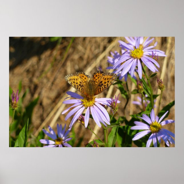 Pôster Fritilária Hydaspe em Flores de Áster Roxo (Frente)