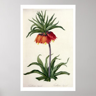 Pôster Fritillaria Imperialis de, "Les Lilacees", 1802-