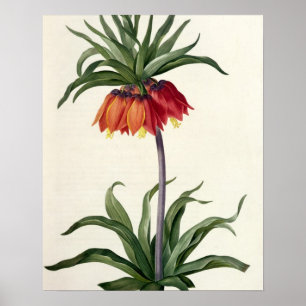 Poster Fritillaria Imperialis de, "Les Lilacees", 1802-