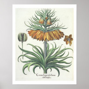 Pôster Fritillary: Classe do florum de Imperialis da