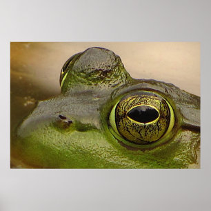 Pôster Frog Eye