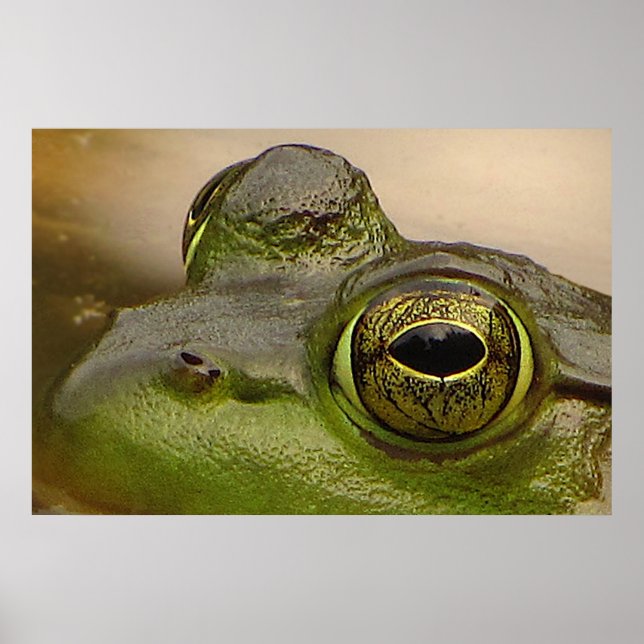 Pôster Frog Eye (Frente)