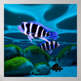 Poster Frontosa Cichlid Plecostomus Peixe de Aquário