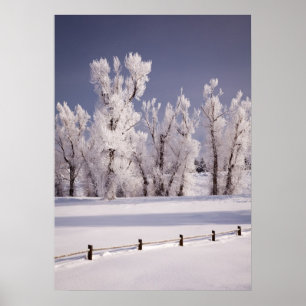 Pôster Frost cobriu árvores e cerca, Colorado