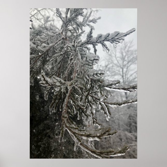 Poster Frost de inverno (Frente)