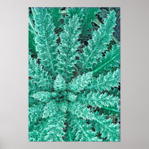 Pôster Frost On Thistle, Olympic National Park