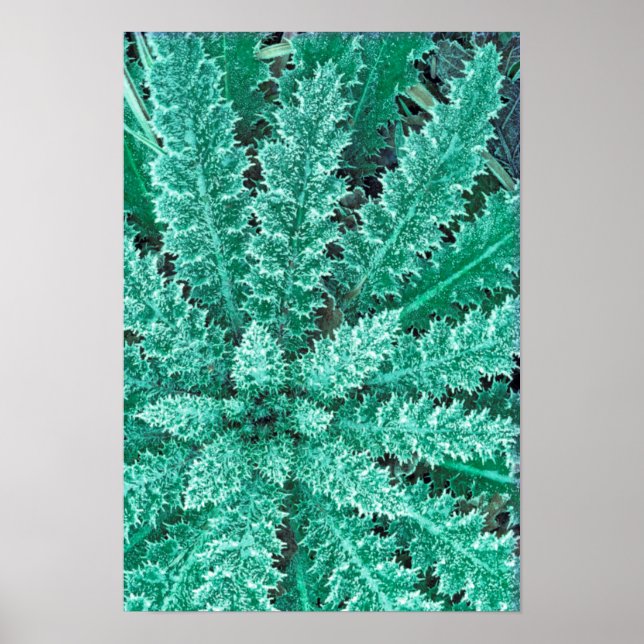 Pôster Frost On Thistle, Olympic National Park (Frente)