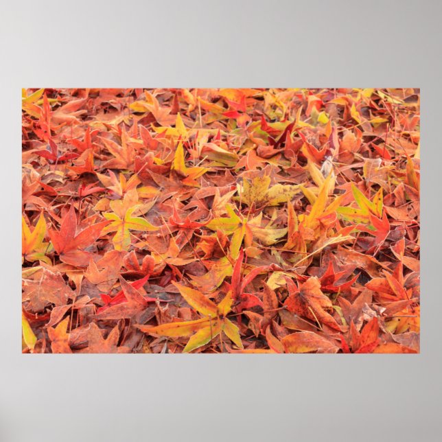 Pôster Frosty morning, Mill Creek, WA, USA (Frente)