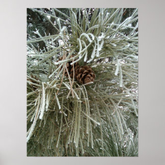 Poster Frosty Pine