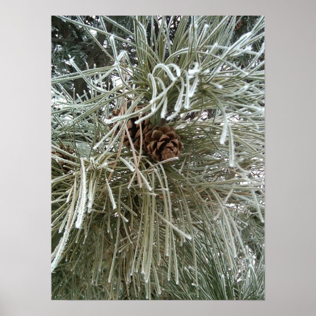 Poster Frosty Pine (Frente)