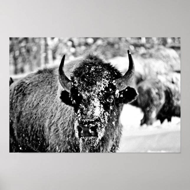 Poster Frosty Yellowstone Bison (Frente)