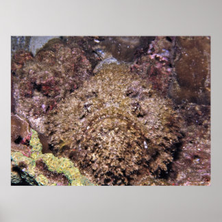 Poster Frumpy Stonefish