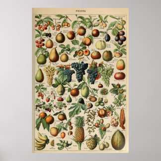 Poster Fruta Adolphe Millot Le Larousse Pour Tous