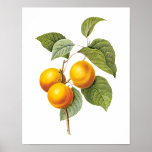 Poster Fruta Alimentícia Antiga, Damasco Pêssego por Redo