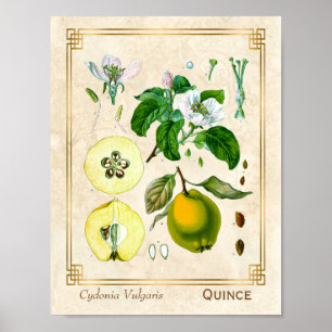 Poster Fruta Botânica Da Vintage Medicinal Plant Quince