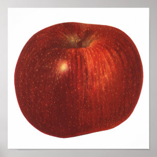 Poster Fruta da comida do vintage, vermelho orgânico -