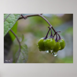 Pôster Fruta de clareza