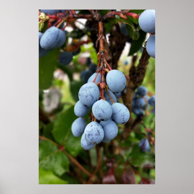Pôster Fruta de espinho negro (Frente)