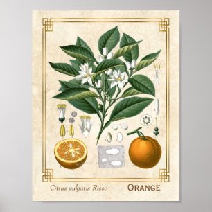 Poster Fruta de laranja de  de laranja de Vintage medicin