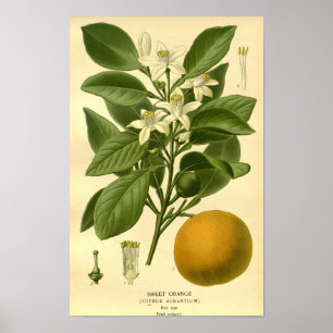 Poster Fruta De Laranja Vintage Floral Docente Floral