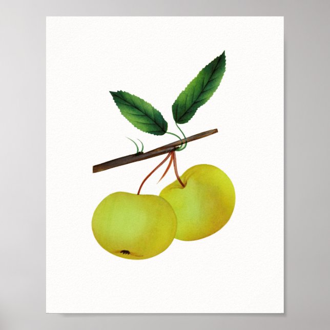 Poster Fruta de Maçã de Aves de Capoeira (Frente)