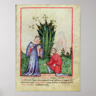 Pôster Fruta de Mandrake, de "Tacuinum Sanitatis"