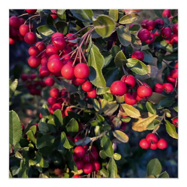 Pôster Fruta de outono (Frente)