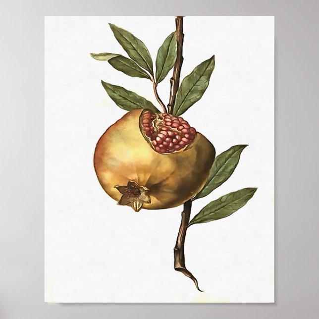 Poster Fruta De Pomegranato E Sementes De Botânica (Frente)
